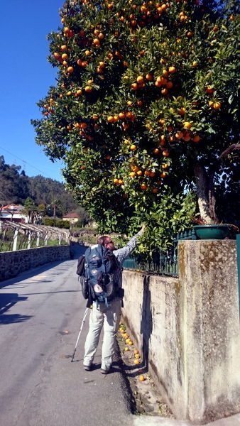 SiebenGruende_orangenbaum_wanderveg